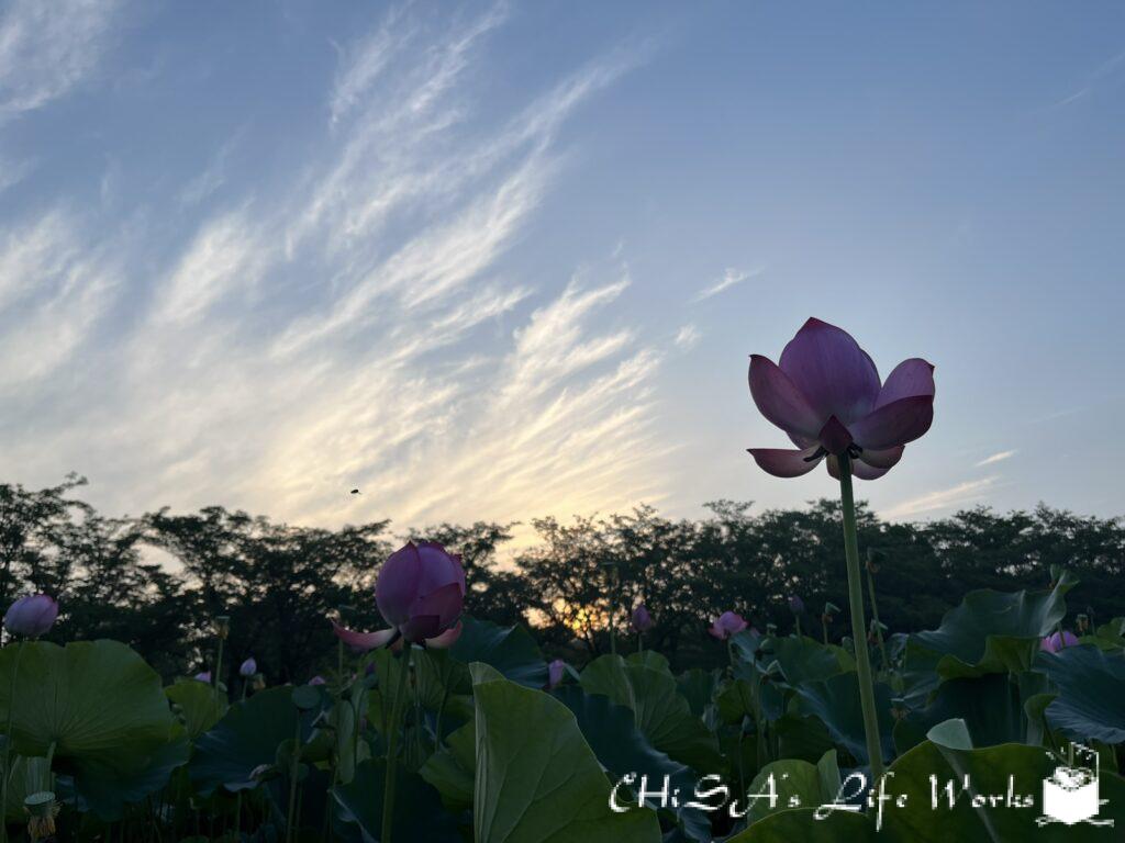 私の人生に関わってくださり繋がりに感謝します☆３９☆ありがとう。