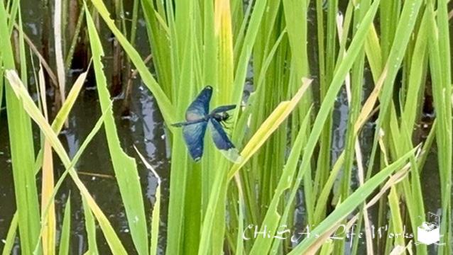 古代蓮の里 チョウトンボ